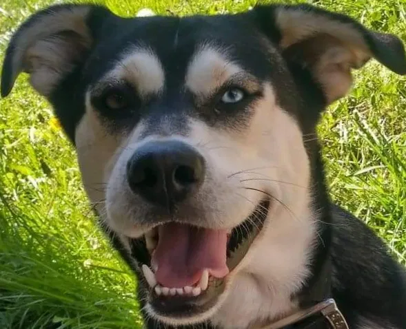 Lost dog in Stilwell, KS, 66085