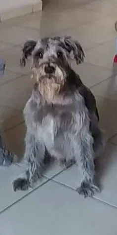 Lost dog in Miami, FL, 33135