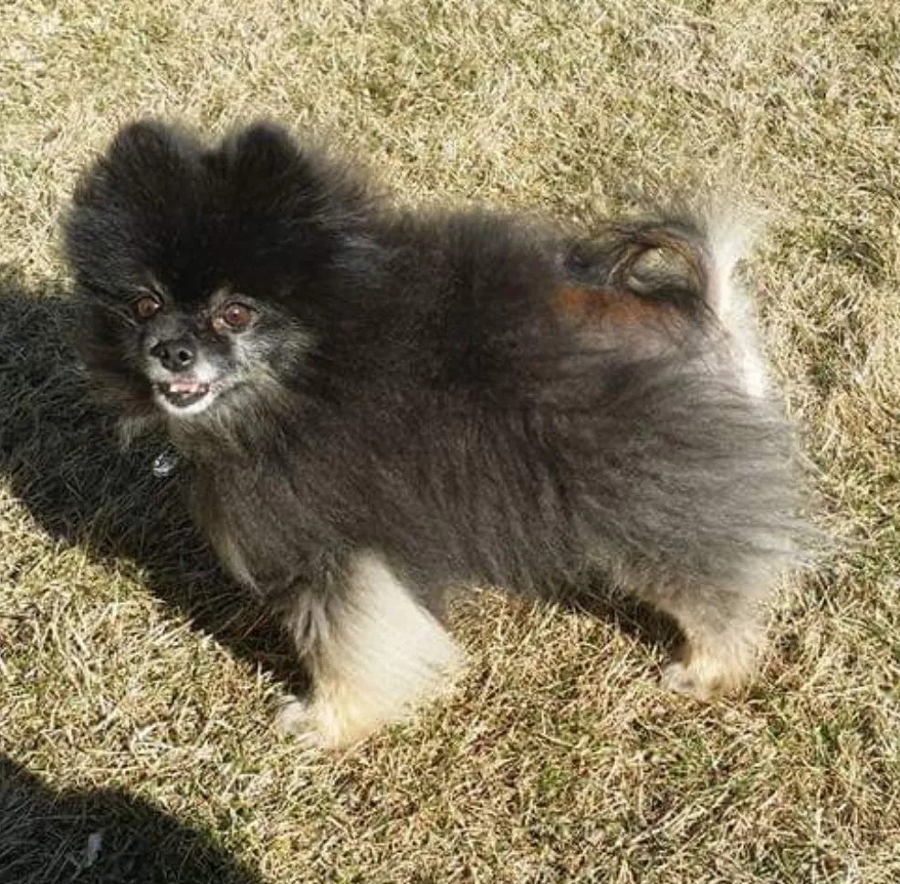 Lost dog in Minneapolis, MN, 55445