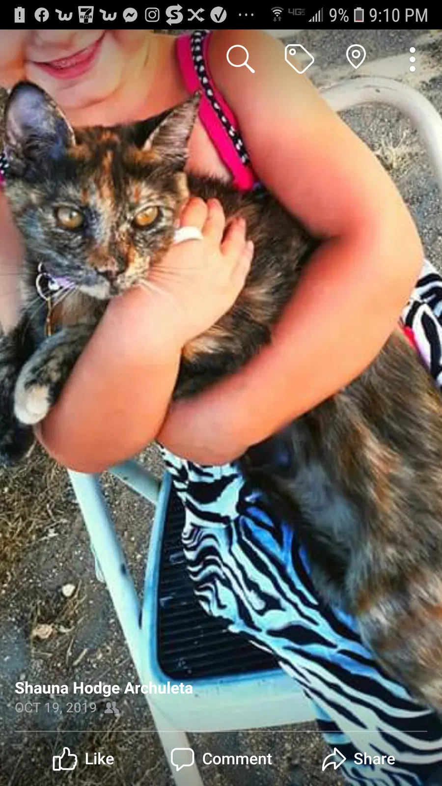 Lost cat in Hesperia, CA, 92345