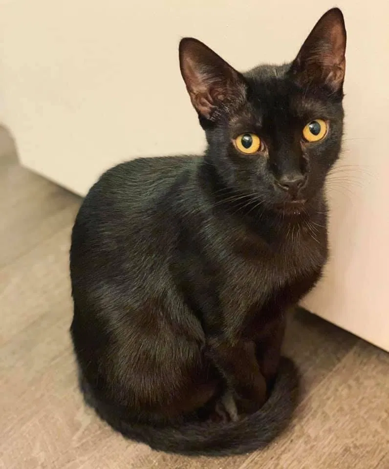 Lost cat in Palm Harbor, FL, 34683