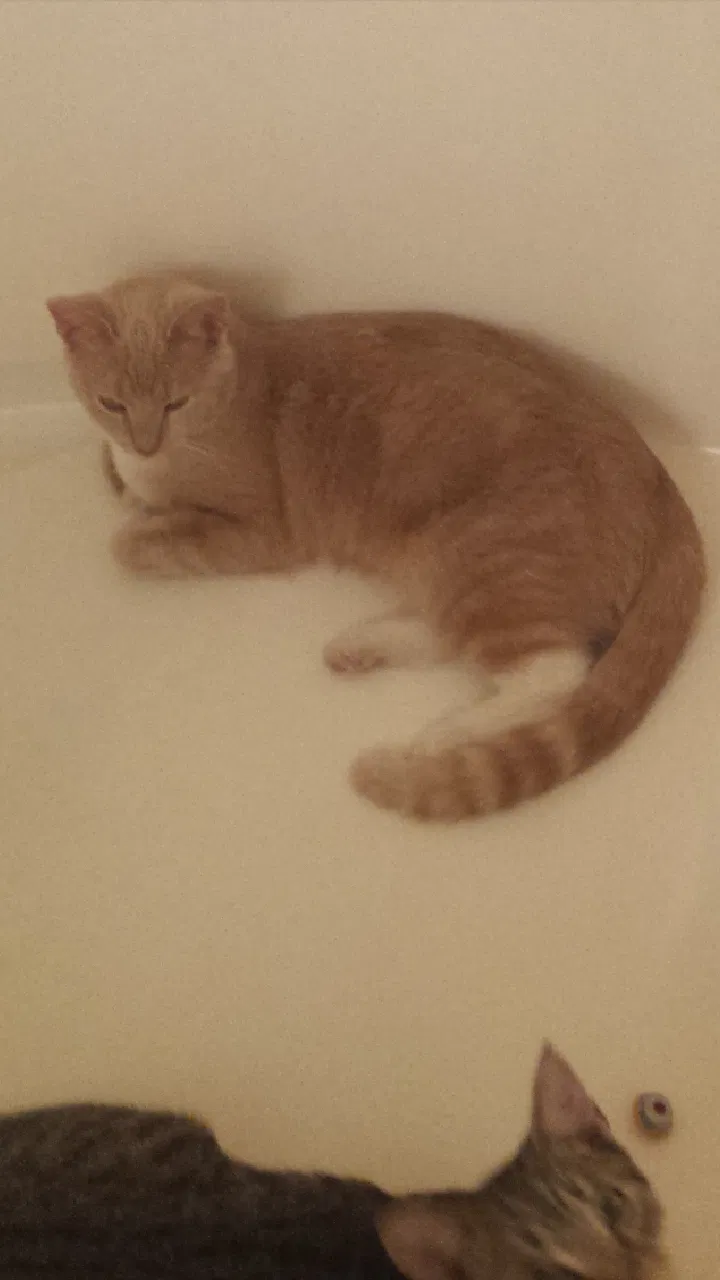 Lost cat in Hesperia, CA, 92345
