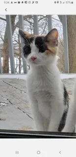 Lost cat in Bolingbrook, IL, 60440