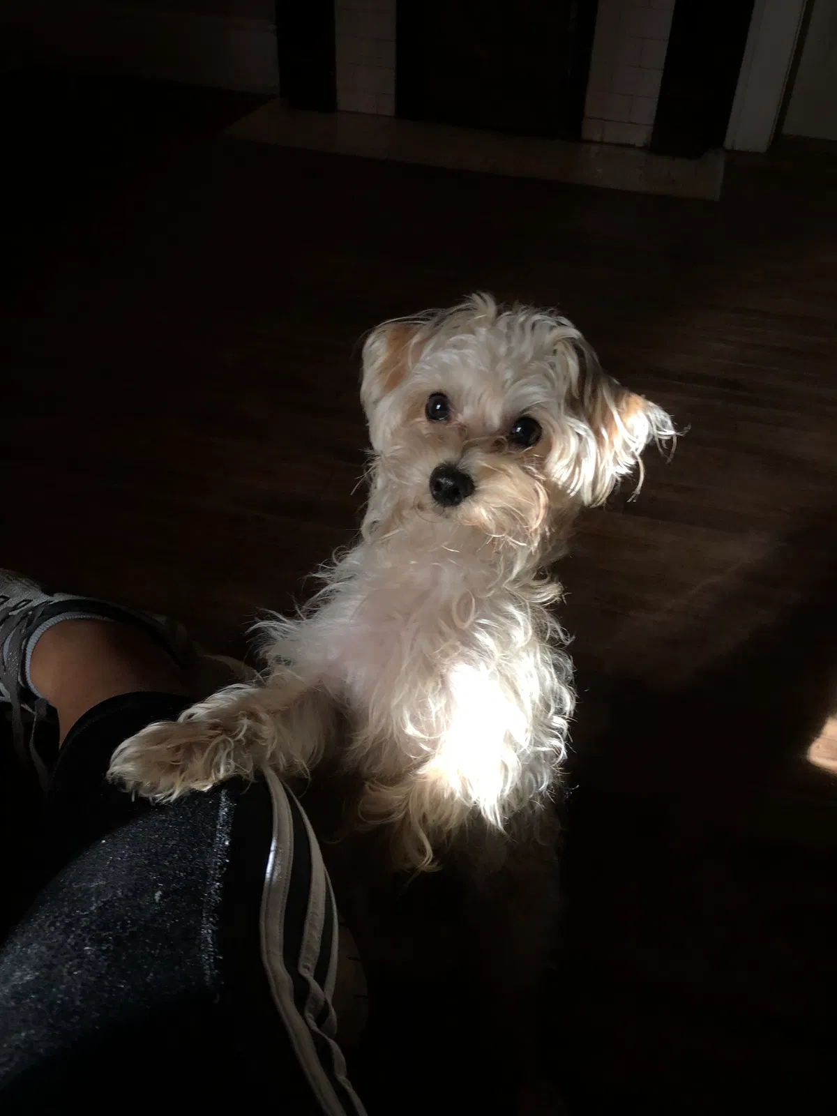 Lost dog in Spartanburg, SC, 29301
