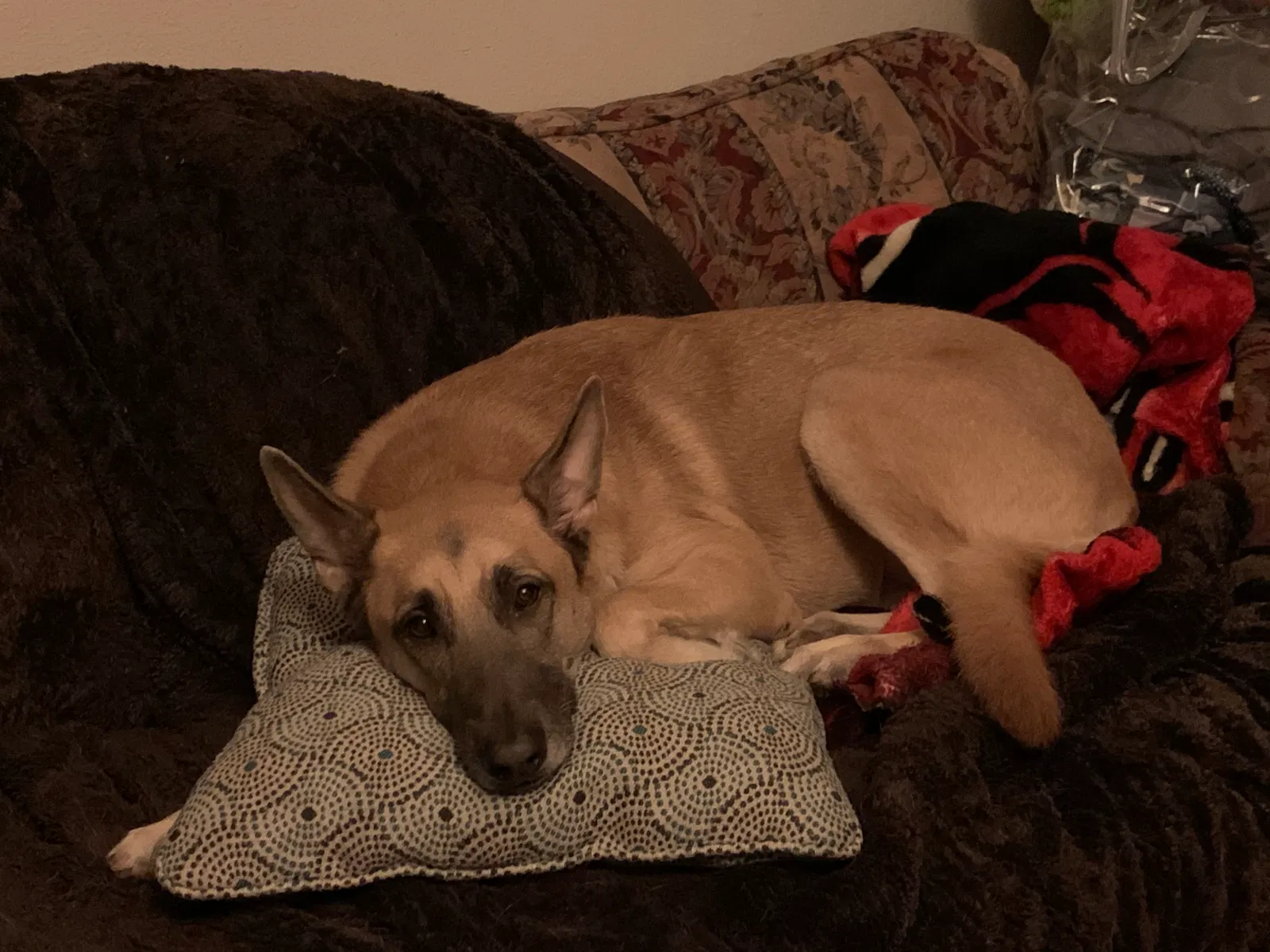 Lost dog in North Little Rock, AR, 72117
