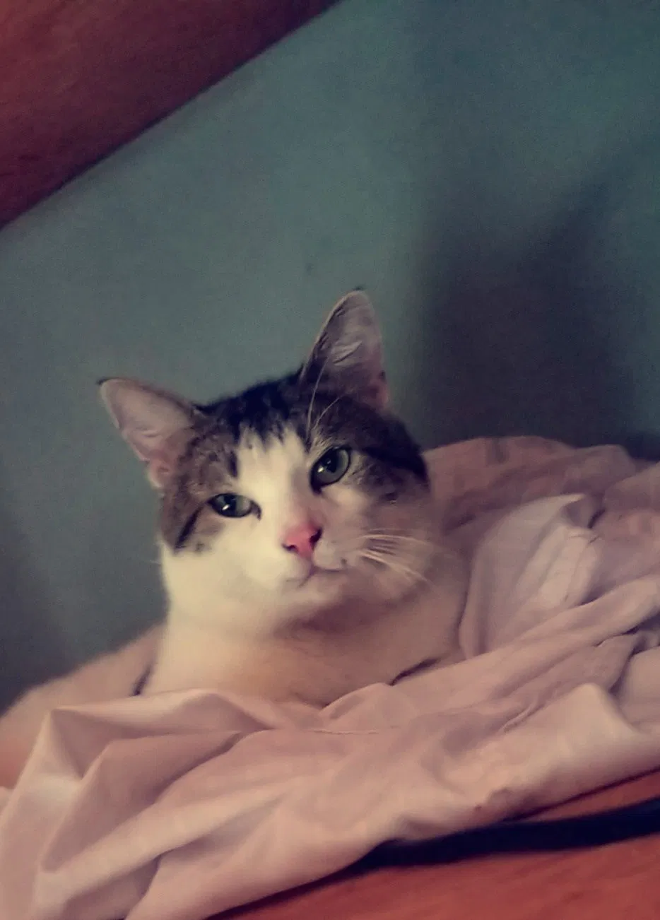 Lost cat in New Haven, CT, 6519