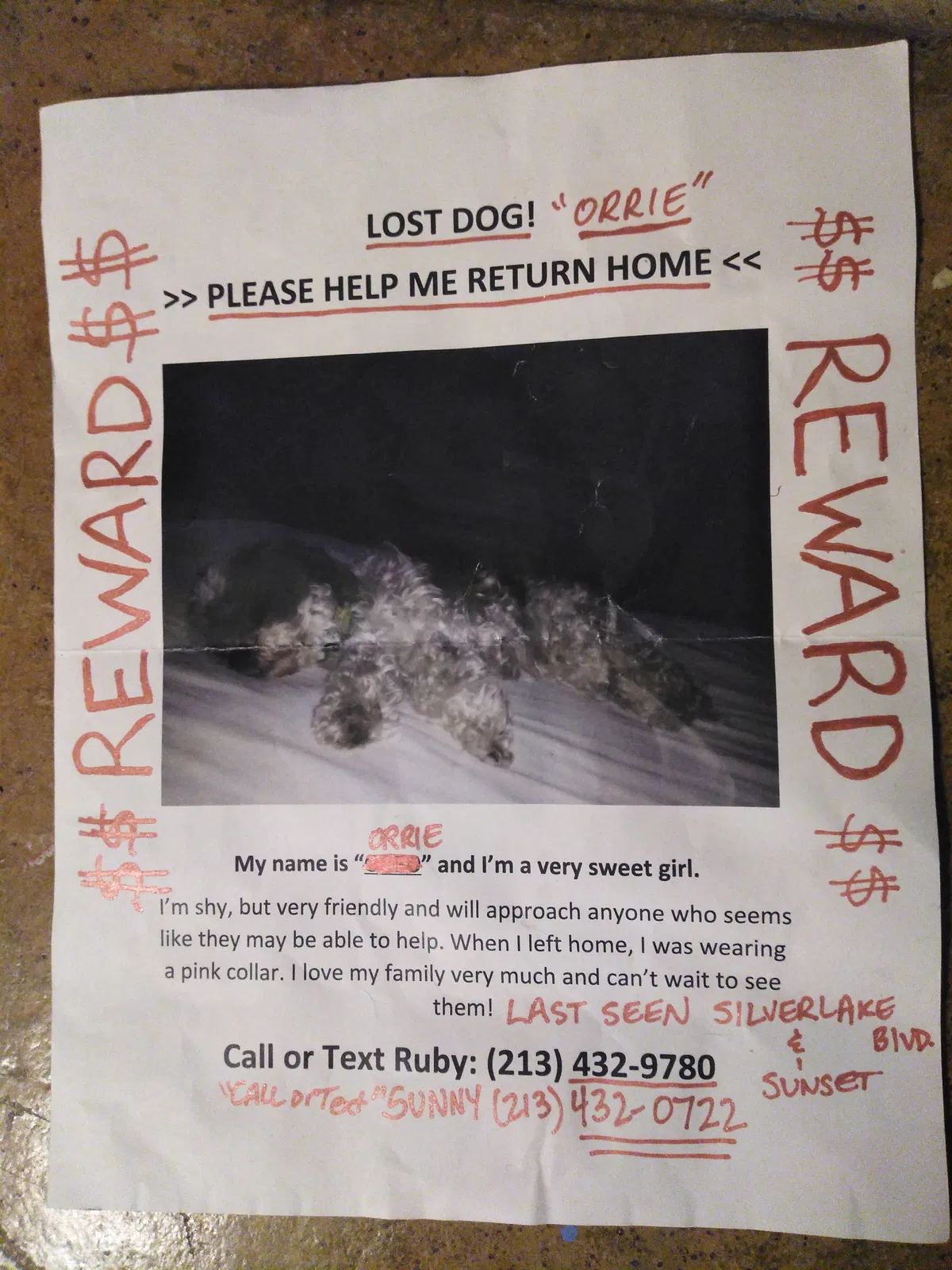 Lost dog in Los Angeles, CA, 90004