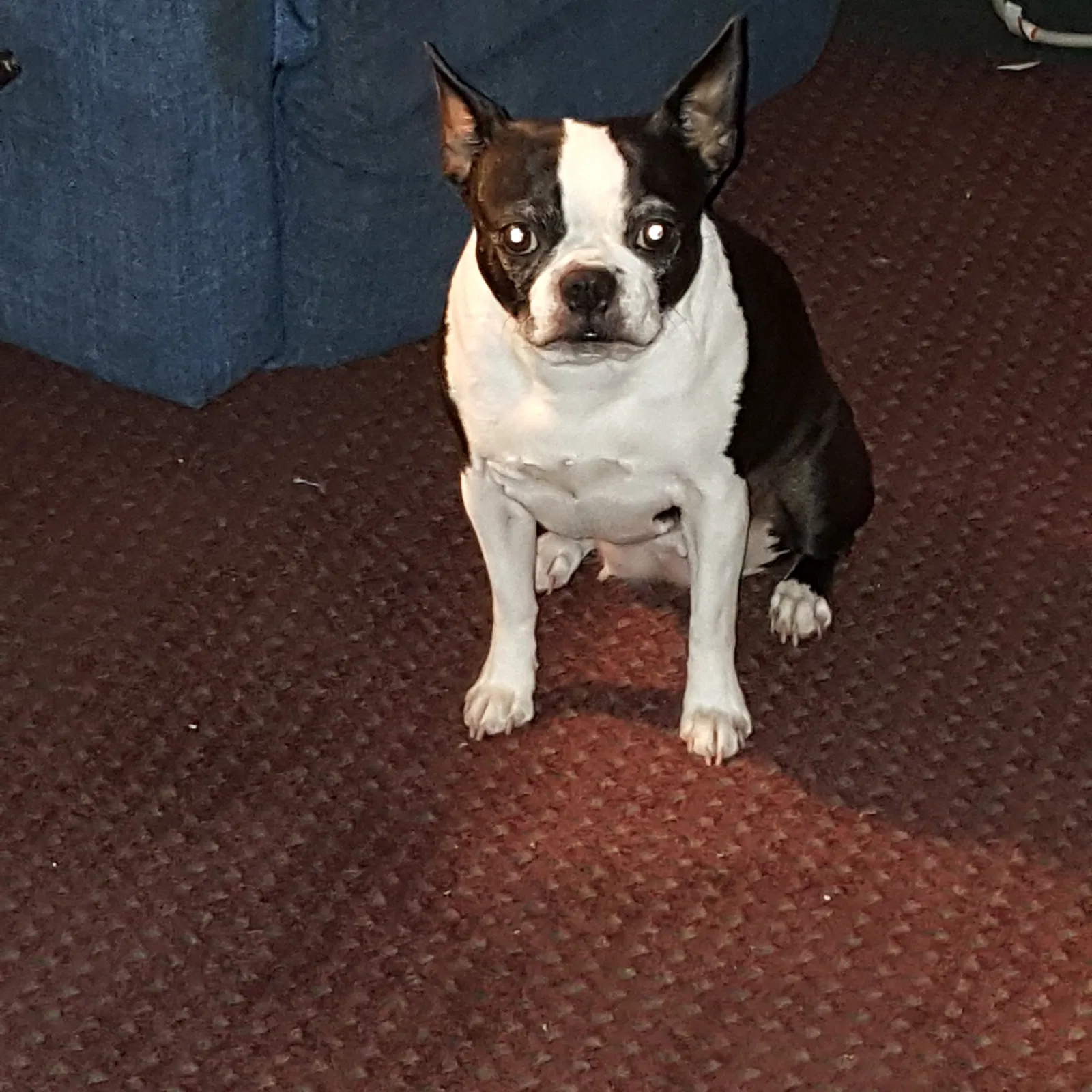 Lost dog in Seffner, FL, 33584
