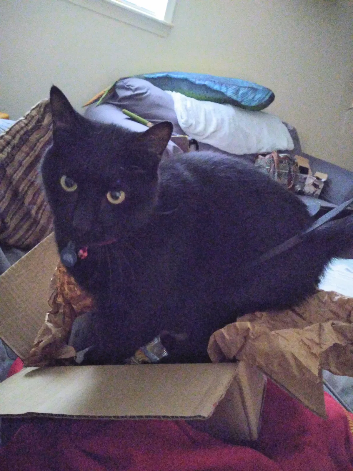 Lost cat in Holt, MI, 48842