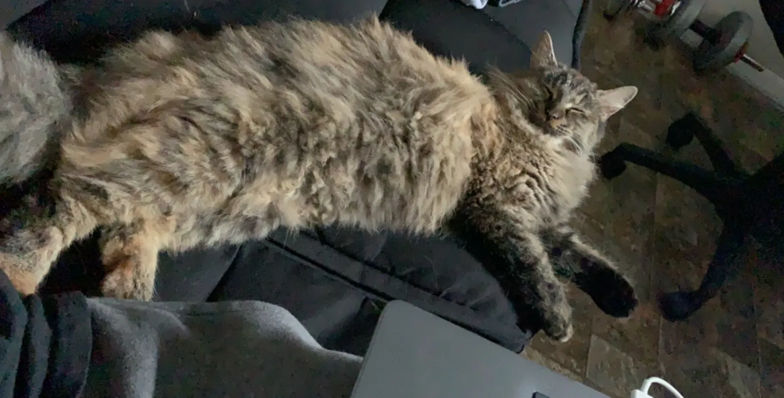 Lost cat in Byron Center, MI, 49315