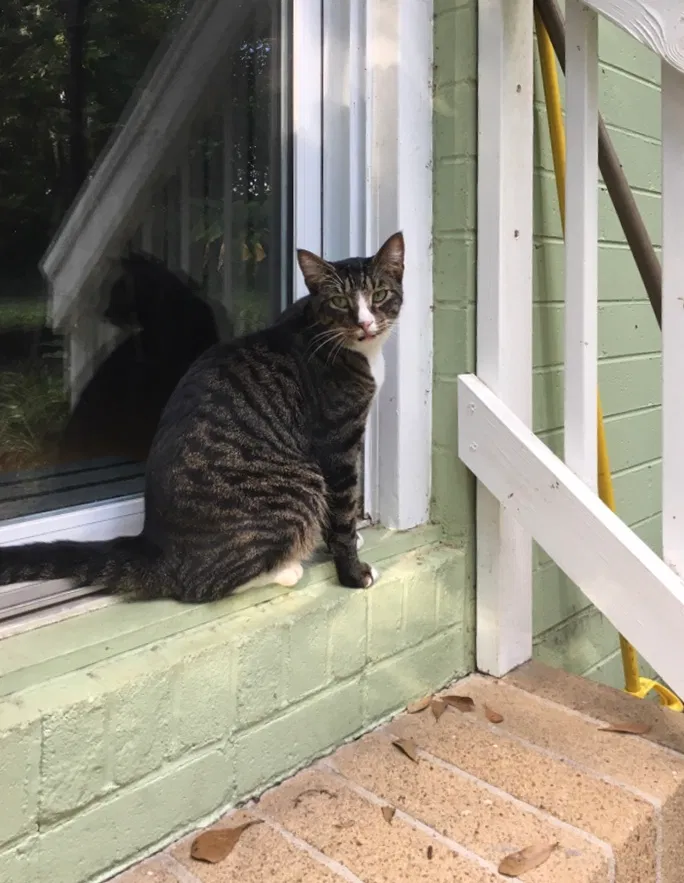Lost cat in Tallahassee, FL, 32303