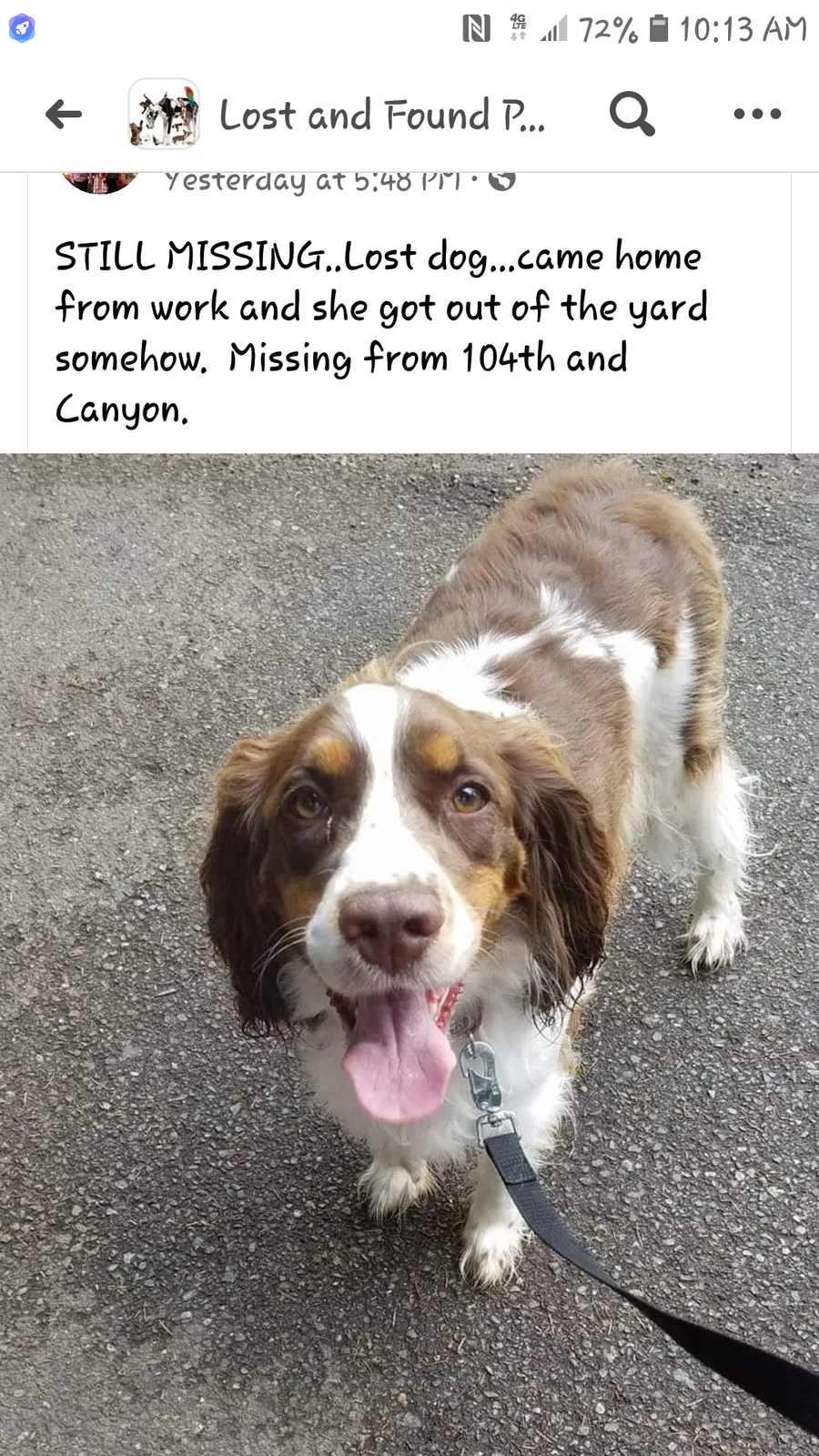 Lost dog in Tacoma, WA, 98446