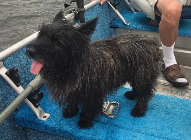 Lost dog in Joplin, MO, 64804