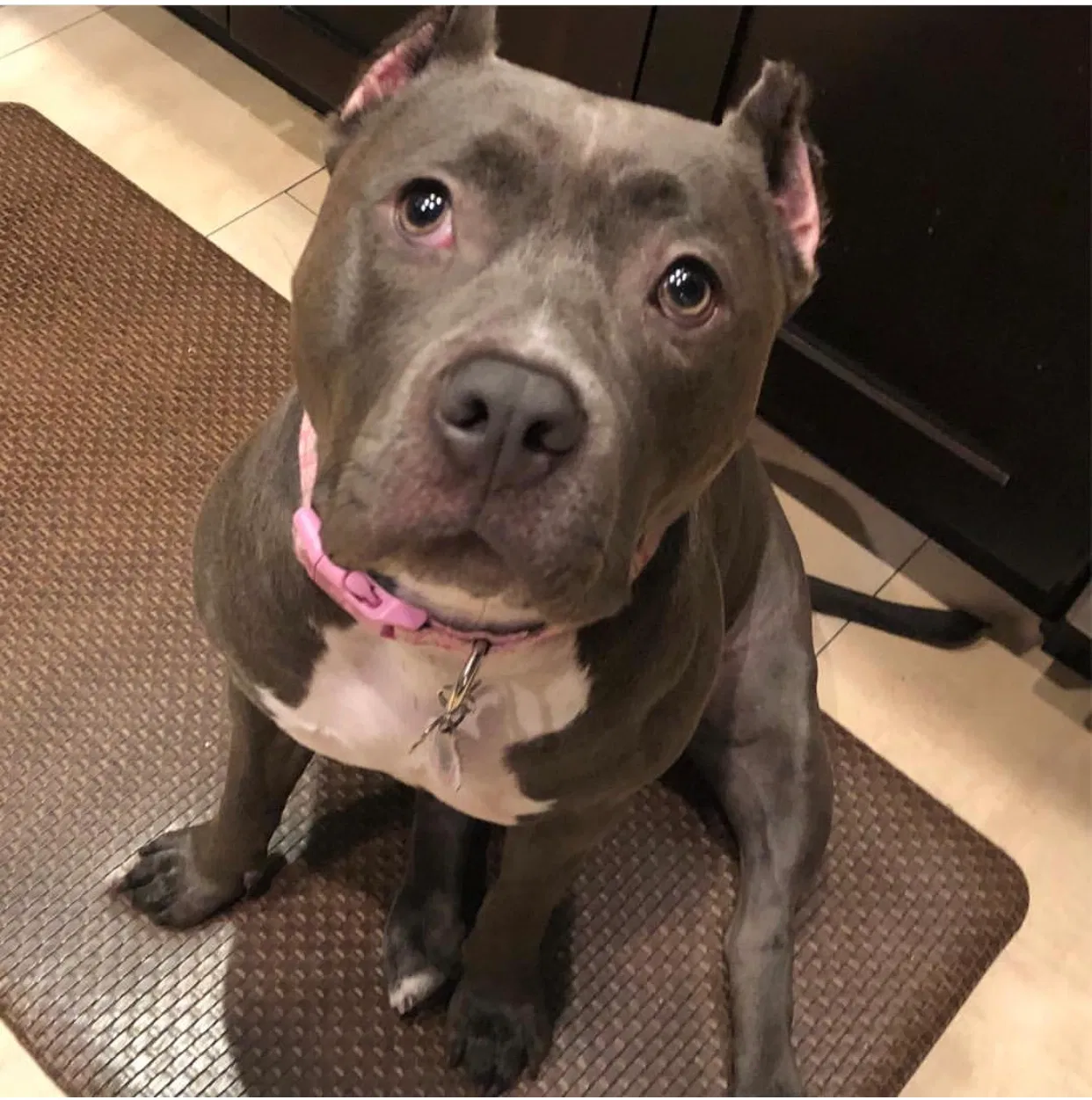 Lost dog in Miami, FL, 33157