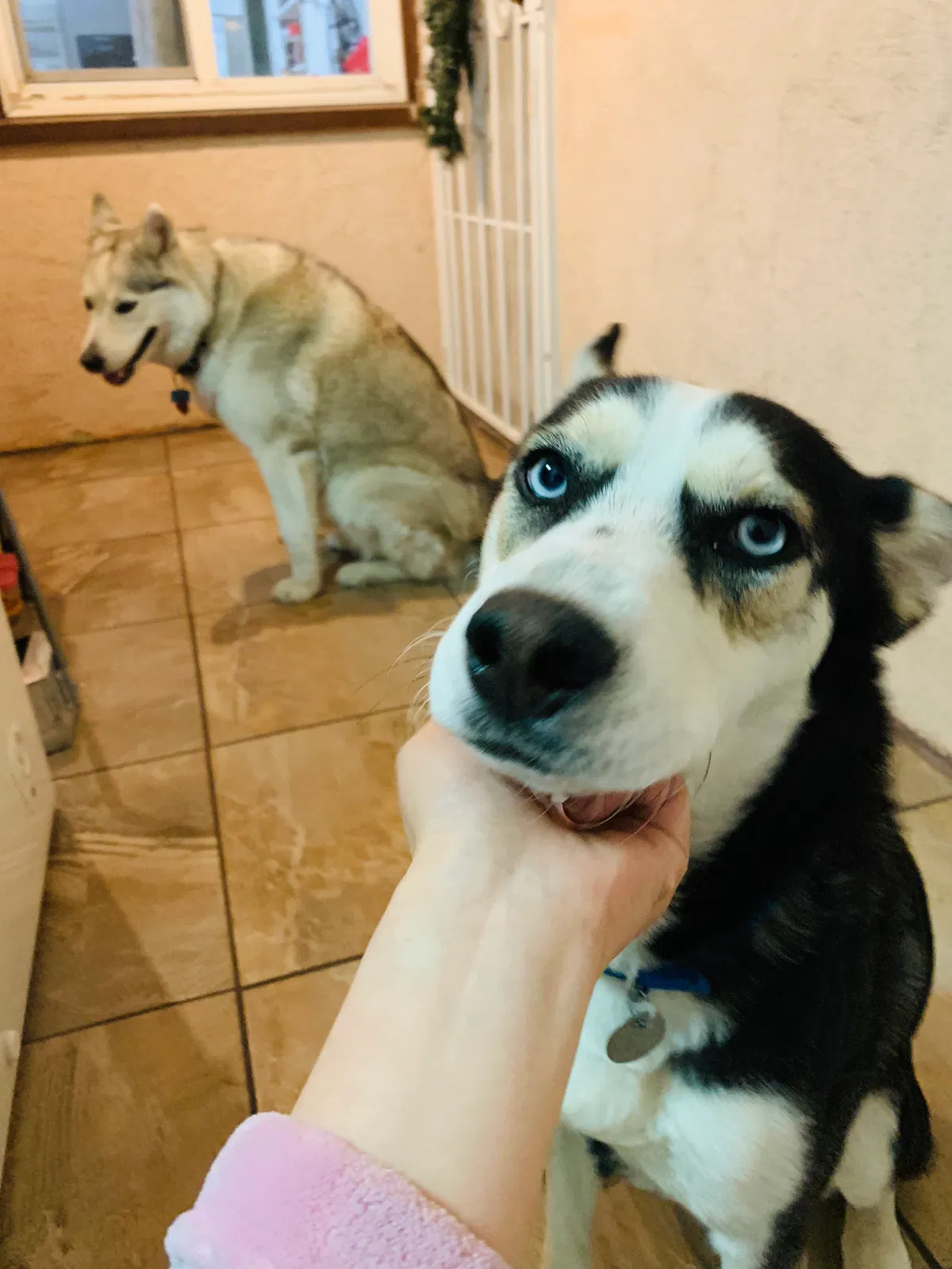 Lost dog in El Monte, CA, 91732