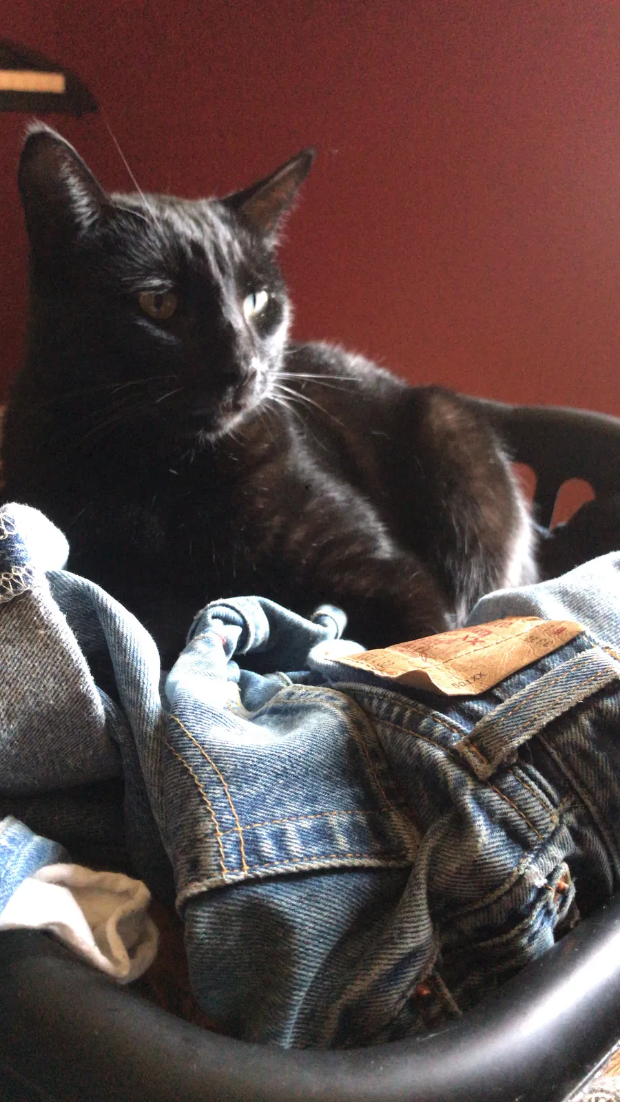 Lost cat in Springfield, OR, 97477