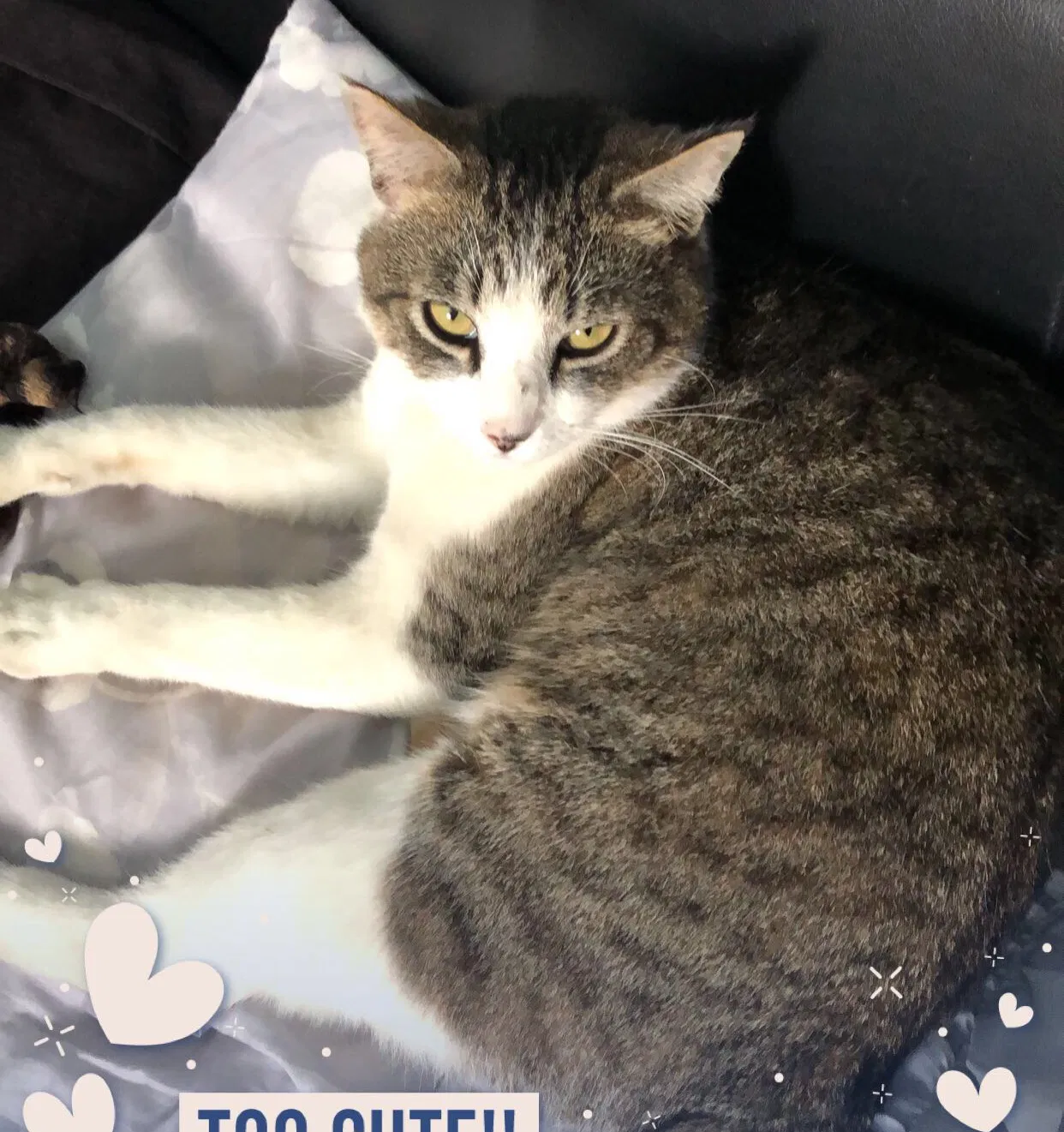 Lost cat in Long Beach, CA, 90807