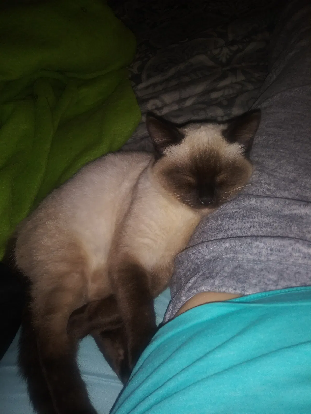 Lost cat in Bakersfield, CA, 93308