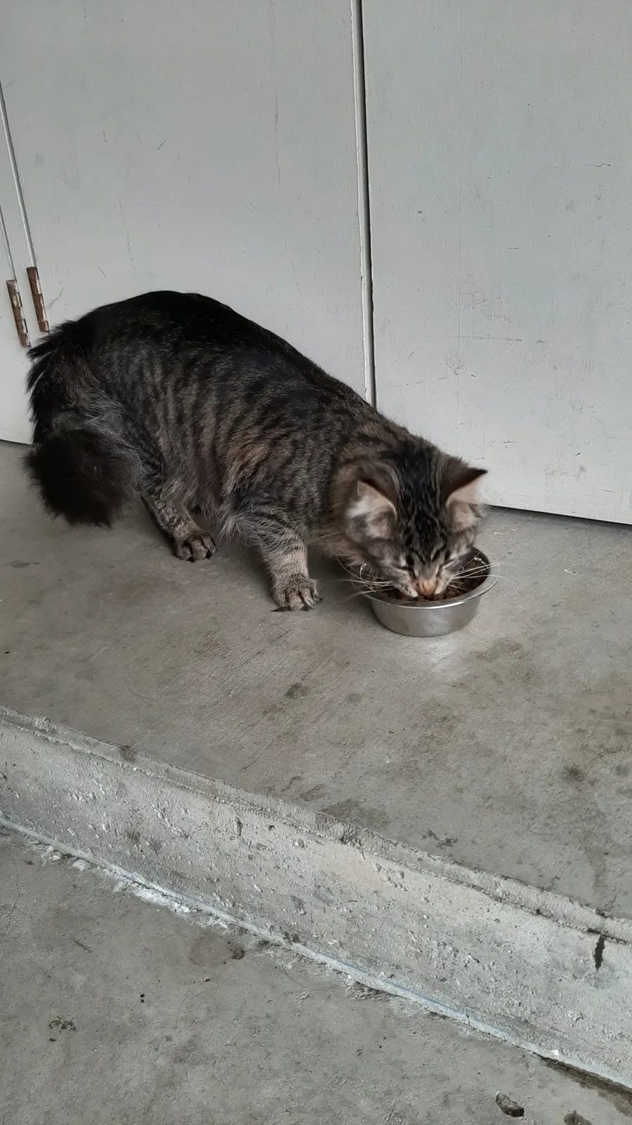 Found cat in Grand Rapids, MI, 49504
