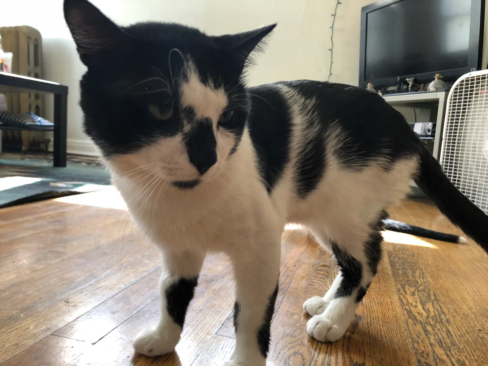 Lost cat in Chandler, AZ, 85286