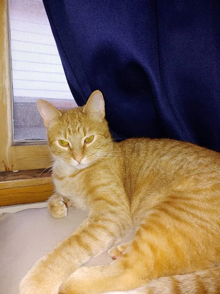 Lost cat in Norman, OK, 73026