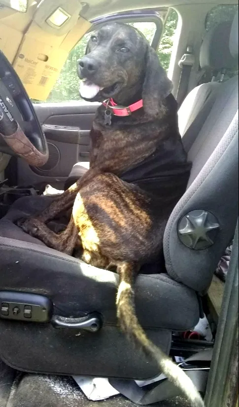 Lost dog in Vinton, OH, 45686