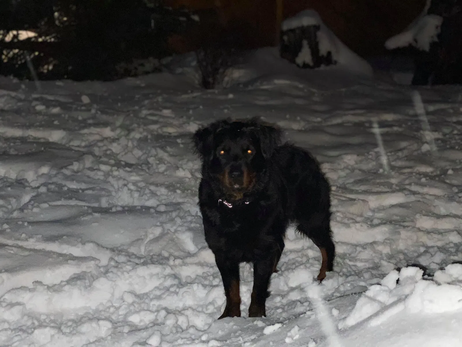 Lost dog in Colville, WA, 99114