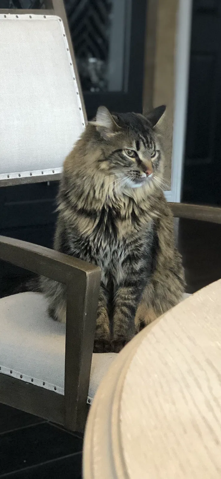 Lost cat in Utica, MI, 48316