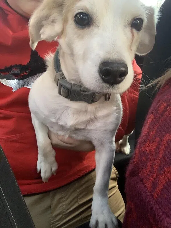 Found dog in Herndon, VA, 20170