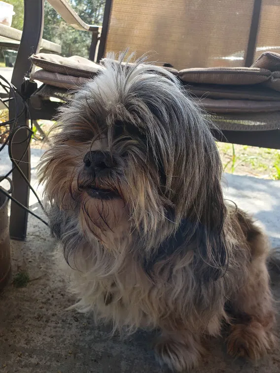 Found dog in Green Cove Springs, FL, 32043