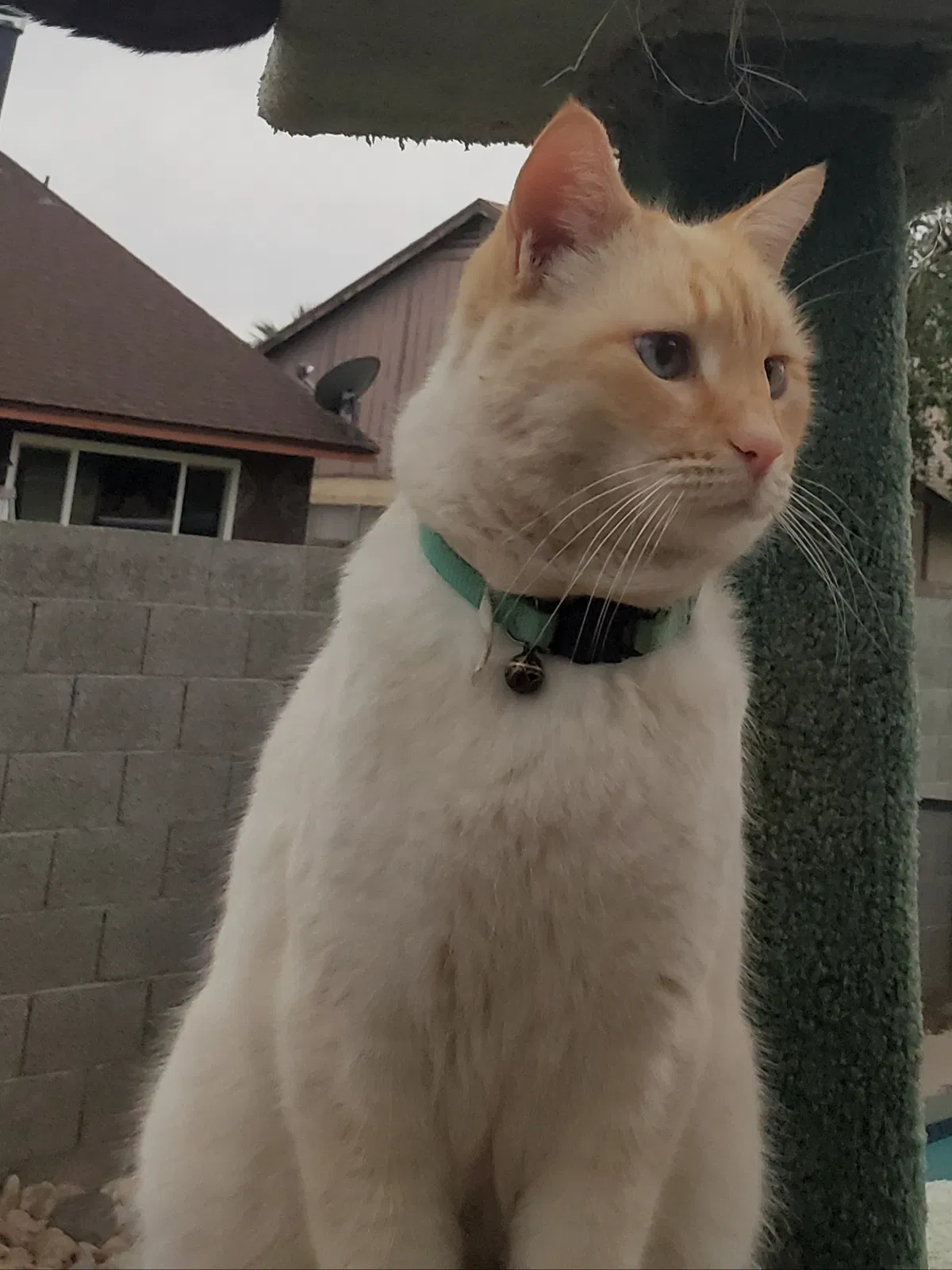 Lost cat in Glendale, AZ, 85303