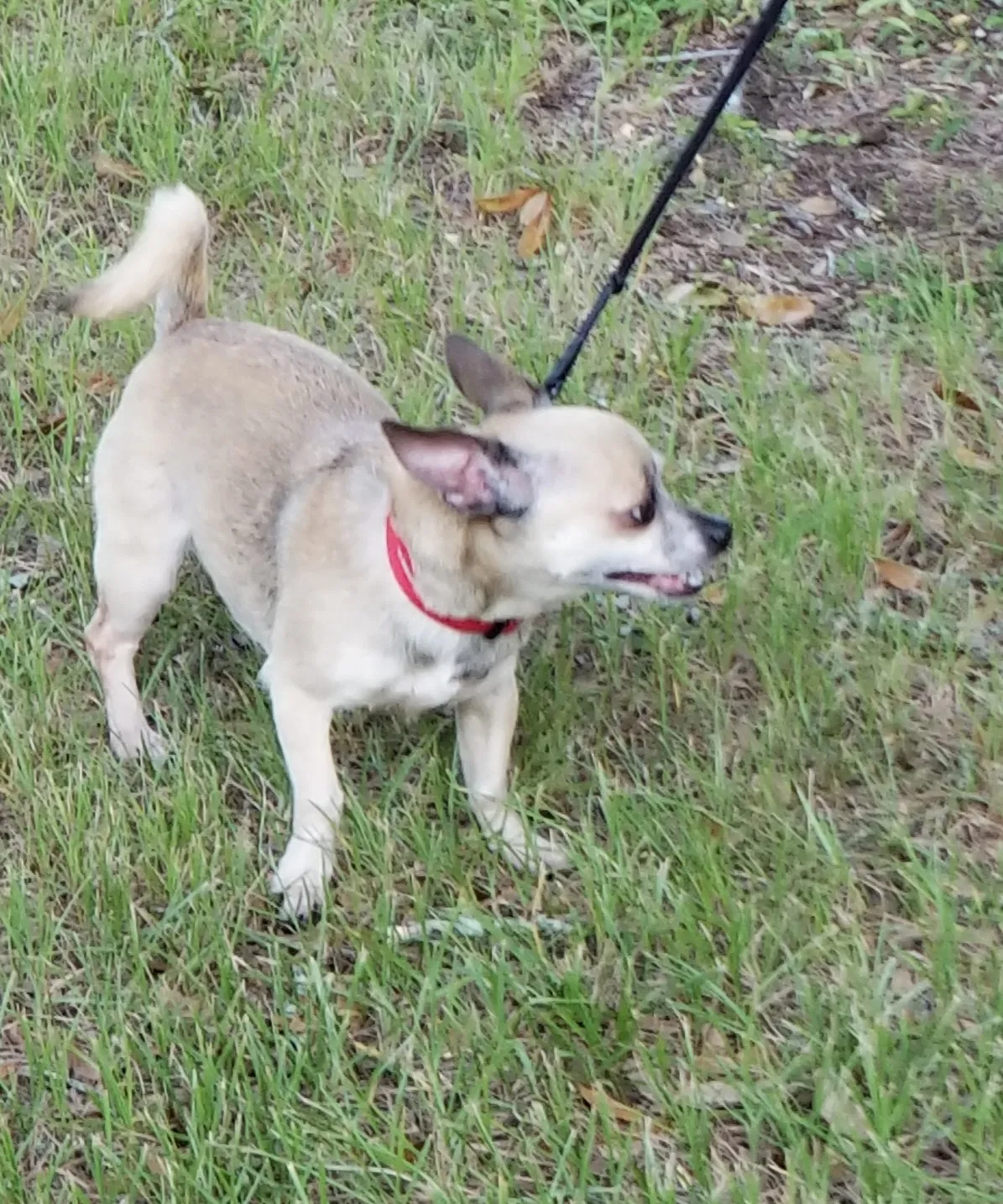 Lost dog in Savannah, GA, 31419
