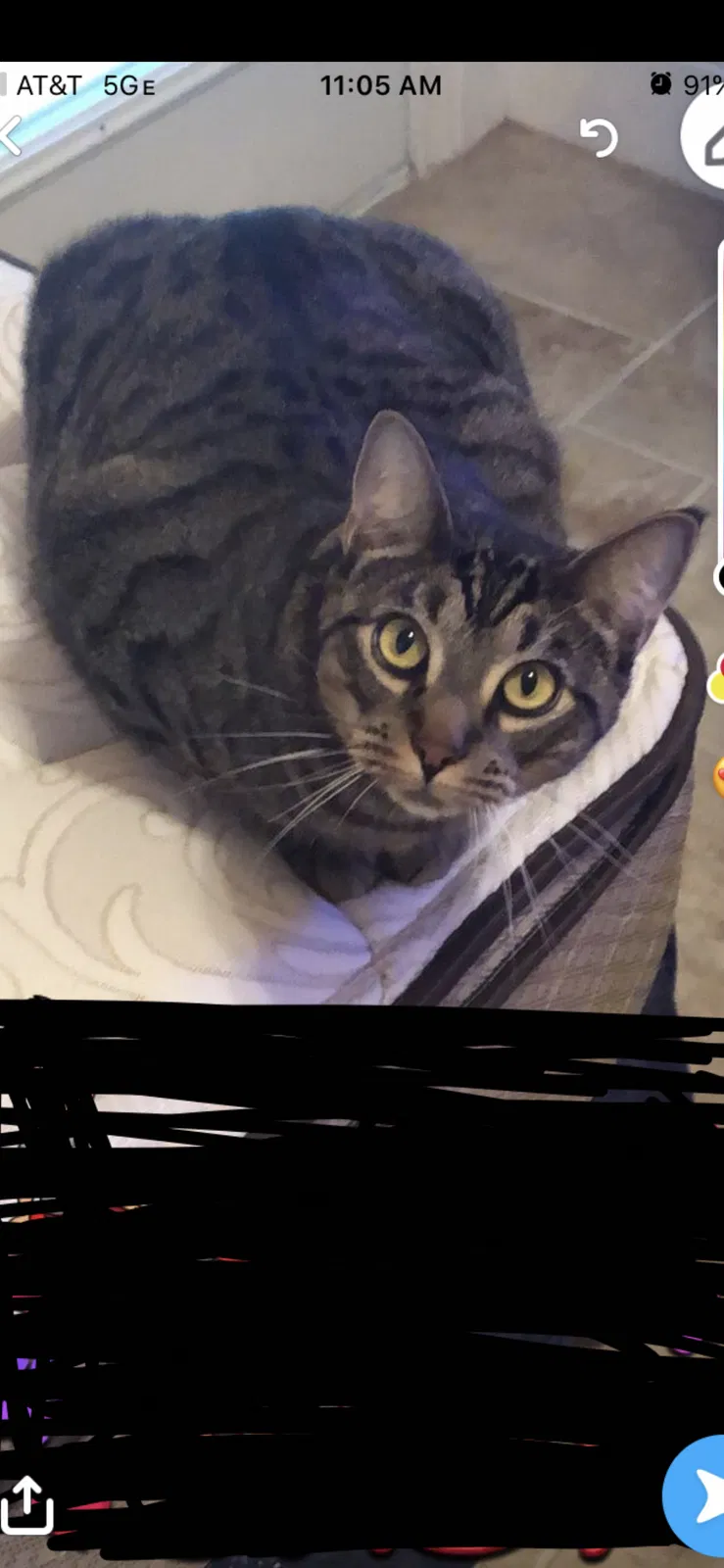 Lost cat in Montgomery, TX, 77316
