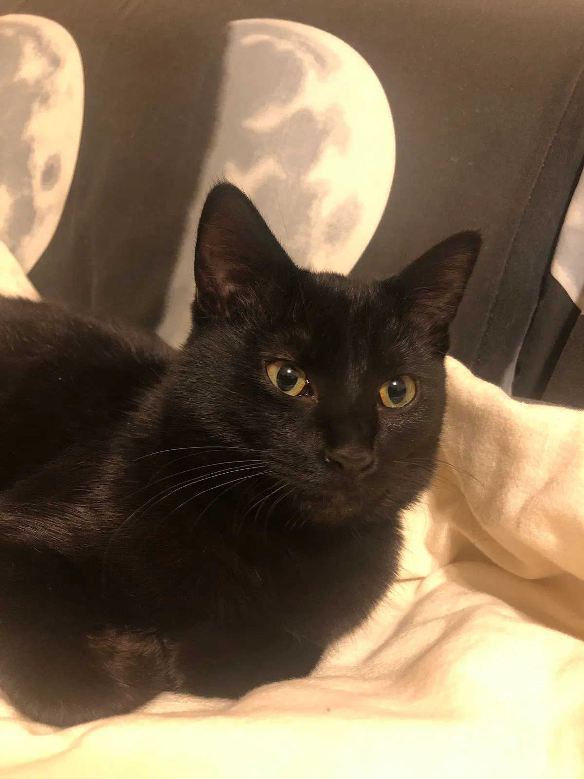 Lost cat in Chicago, IL, 60638