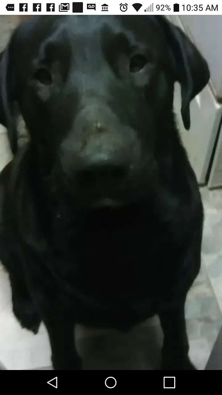 Lost dog in Oklahoma City, OK, 73160