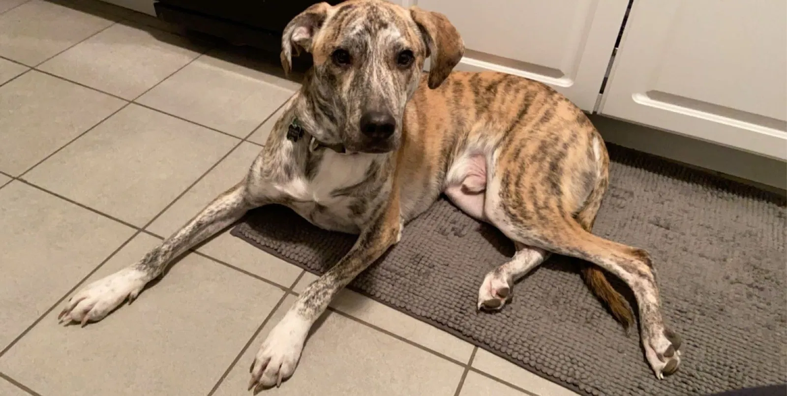 Lost dog in Minneapolis, MN, 55408