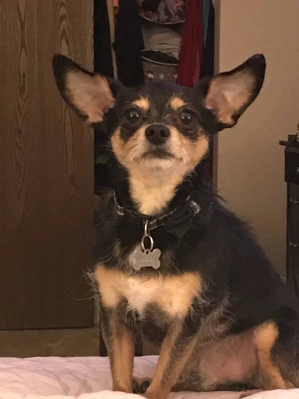 Lost dog in Quaker City, OH, 43773