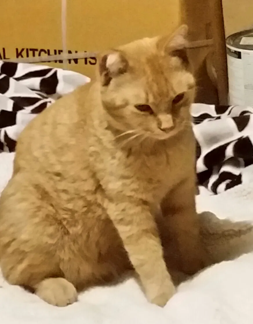 Lost cat in Fort Worth, TX, 76133