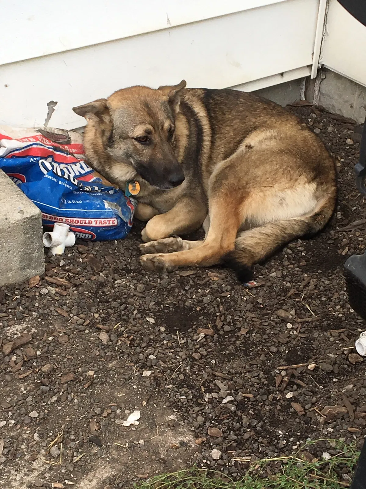 Lost dog in Marion, OH, 43302
