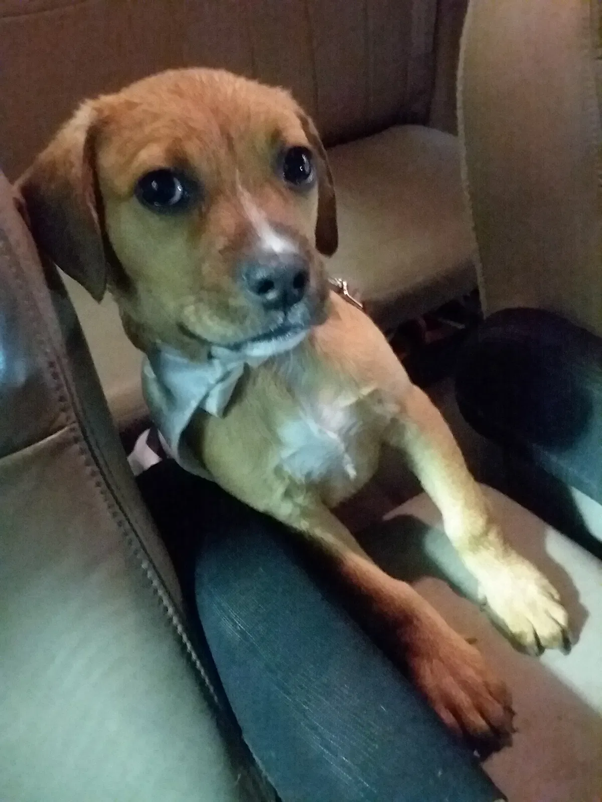 Lost dog in Bonne Terre, MO, 63628
