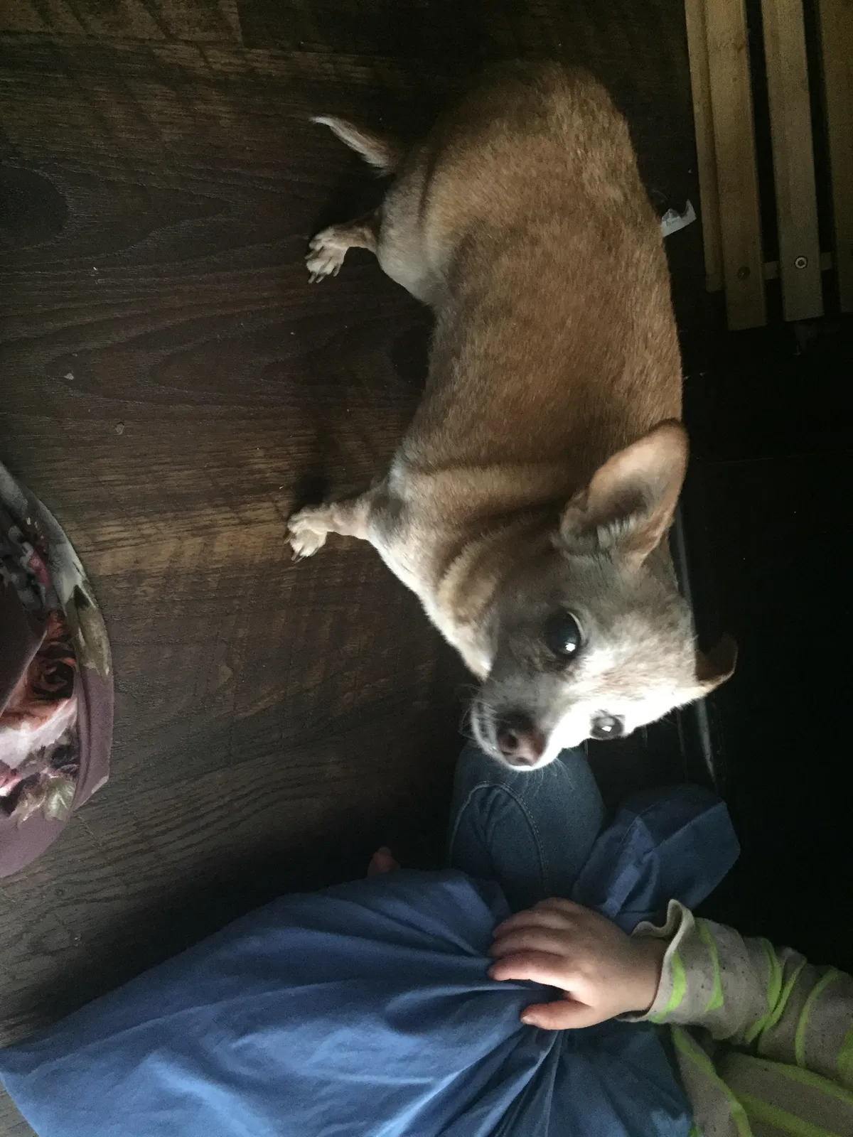 Found Dog