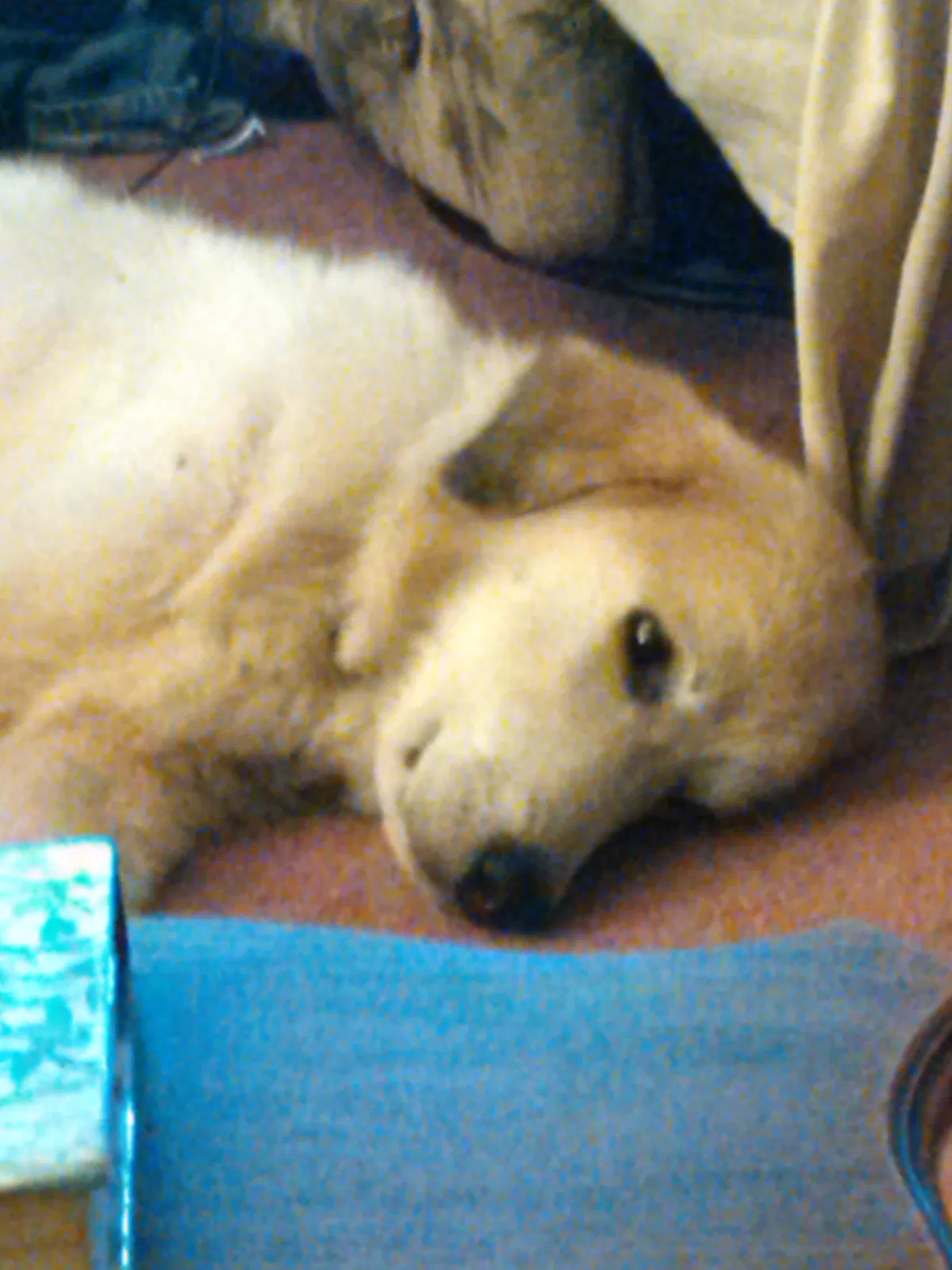 Lost dog in Auburndale, FL, 33823