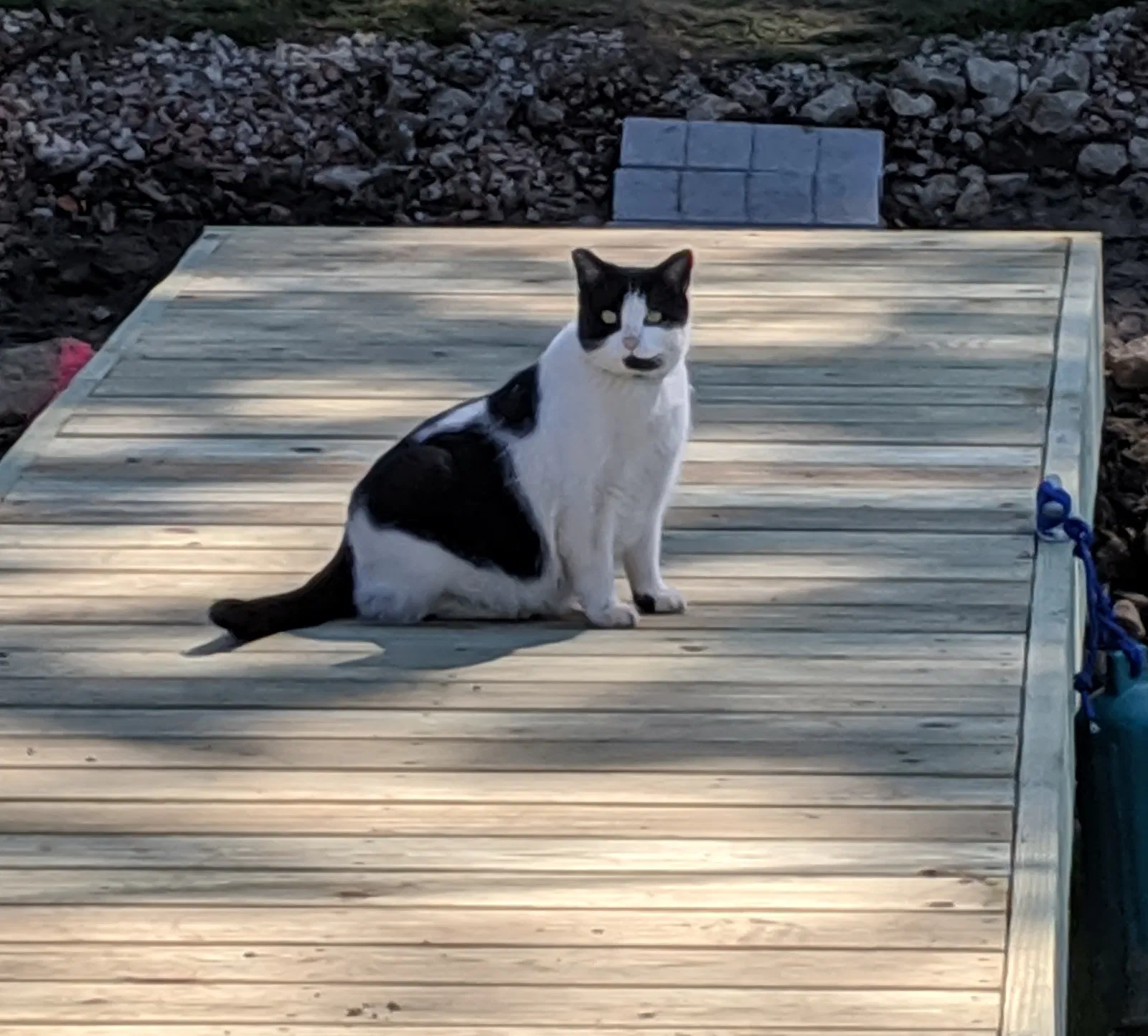 Lost cat in Celina, OH, 45822