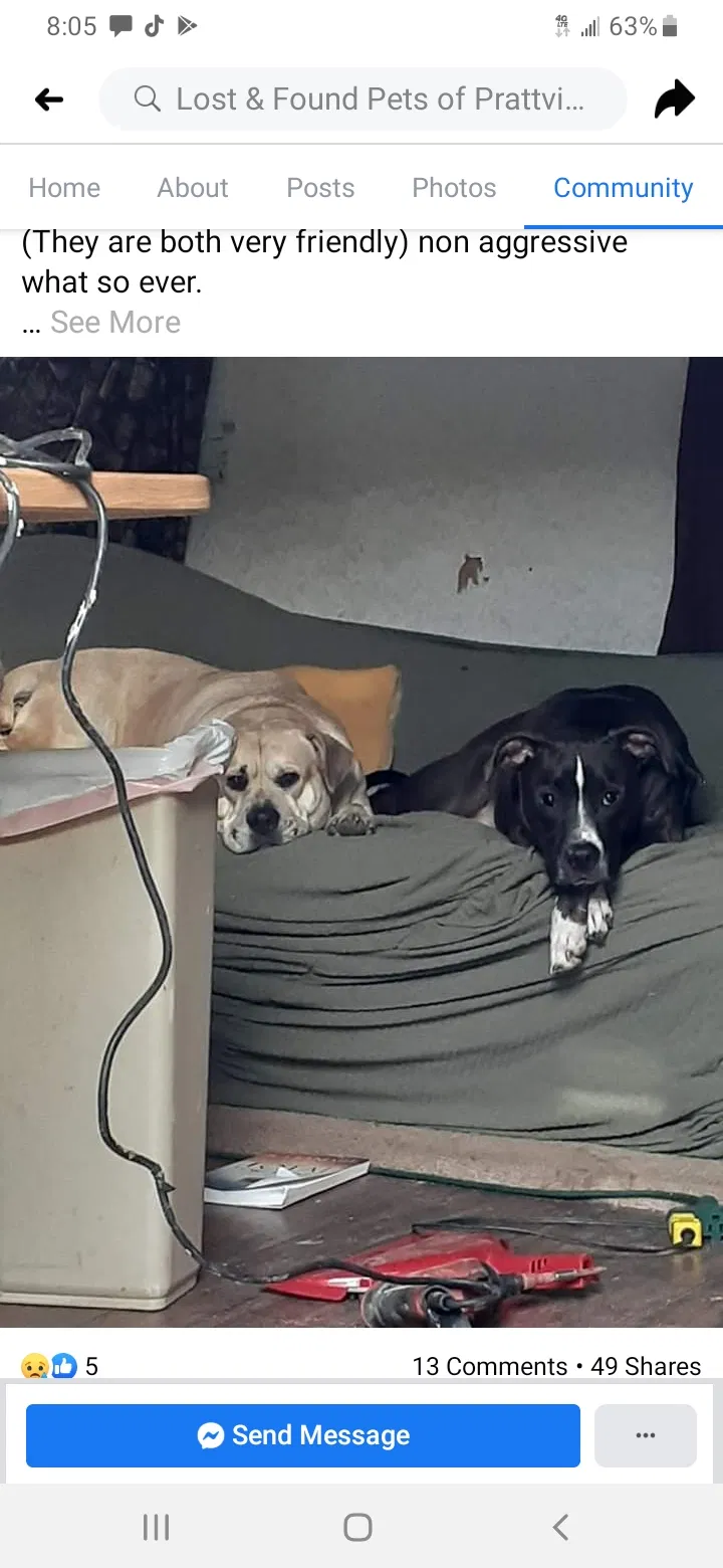 Lost dog in Prattville, AL, 36066