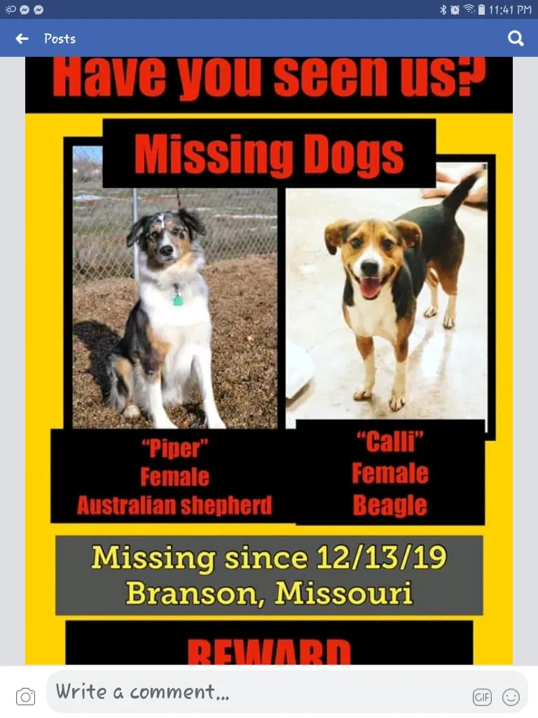 Lost dog in Branson, MO, 65616