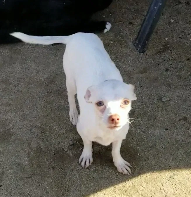 Lost dog in Selma, CA, 93662