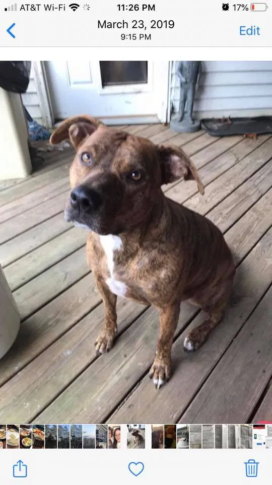 Lost dog in Bay Minette, AL, 36507