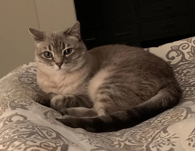 Lost cat in Phoenix, AZ, 85086