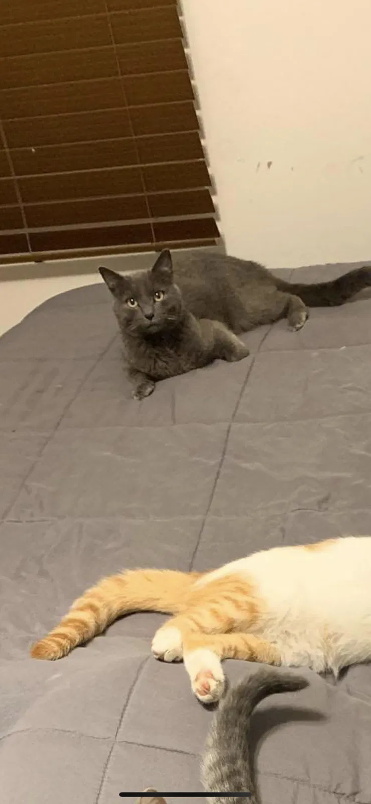 Lost cat in Columbus, OH, 43230