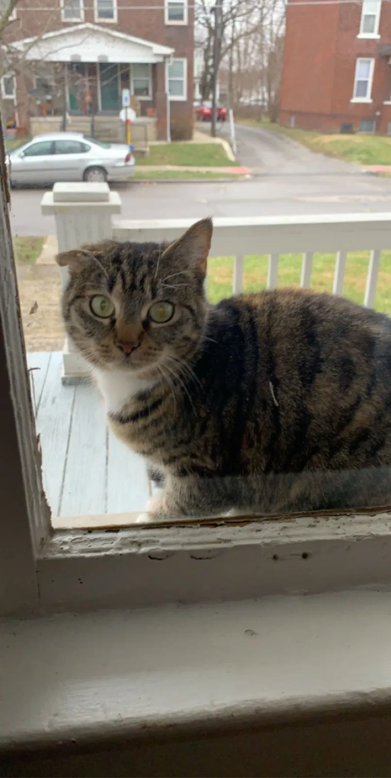 Lost cat in Columbus, OH, 43207